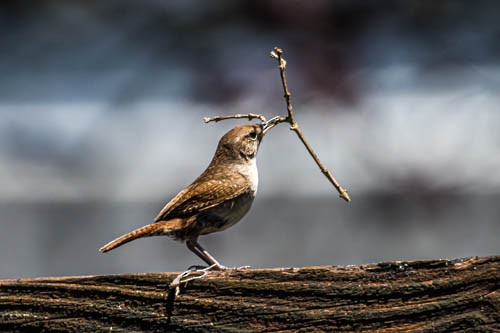 House Wren - ML620210542