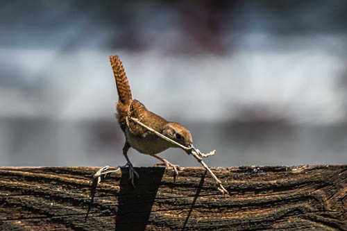 House Wren - ML620210544