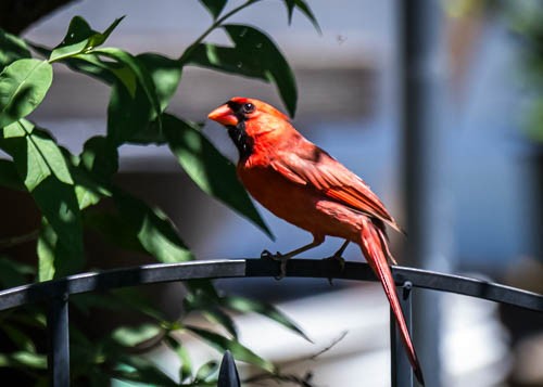 Cardenal Norteño - ML620210548