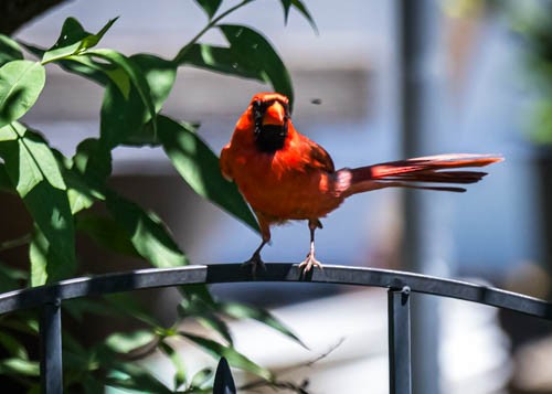 Northern Cardinal - ML620210549