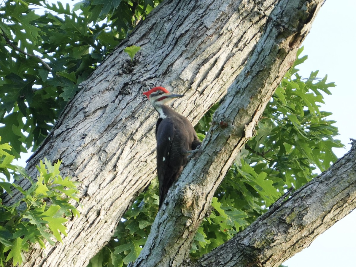 Pileated Woodpecker - Mark Oda