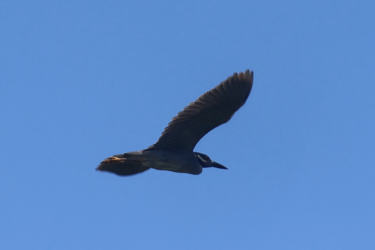 Yellow-crowned Night Heron - ML620210564