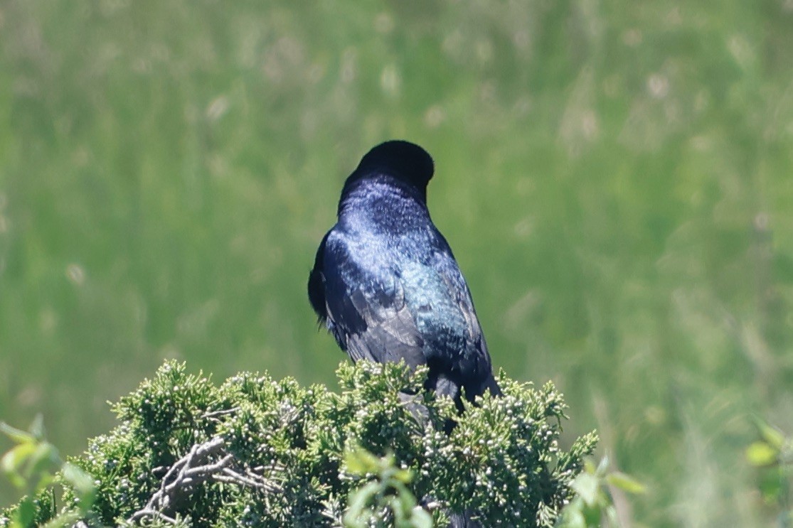 Boat-tailed Grackle - ML620210565