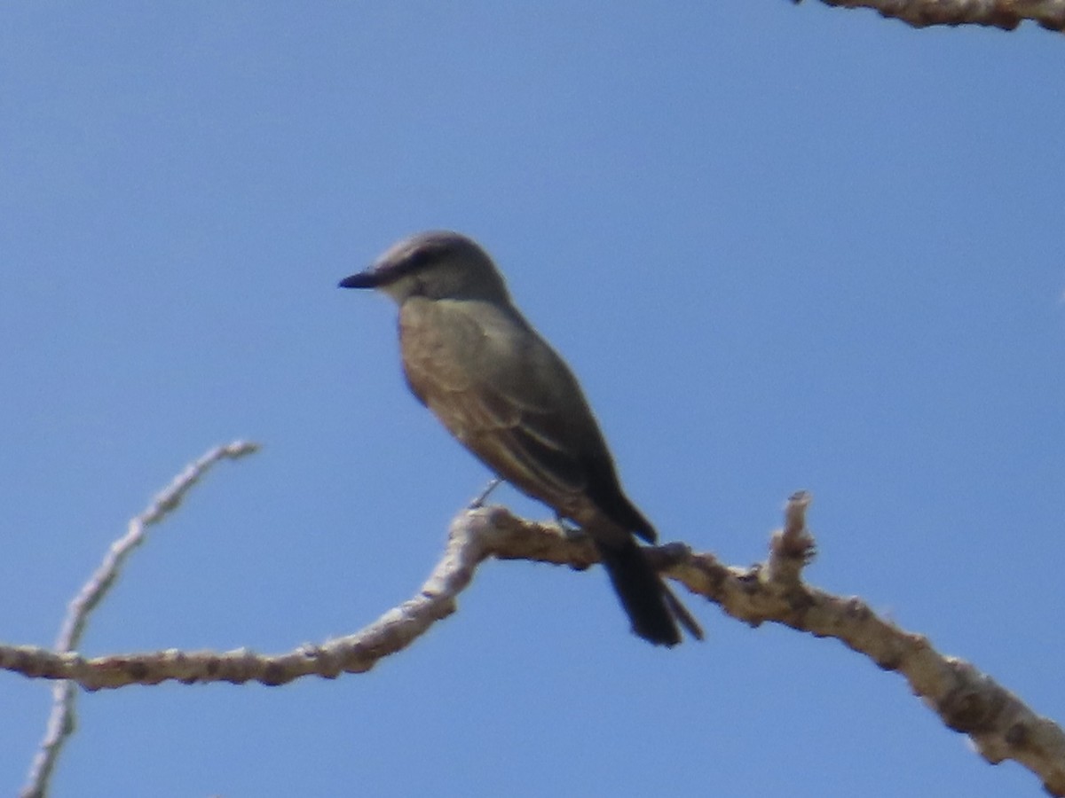 Western Kingbird - ML620210570