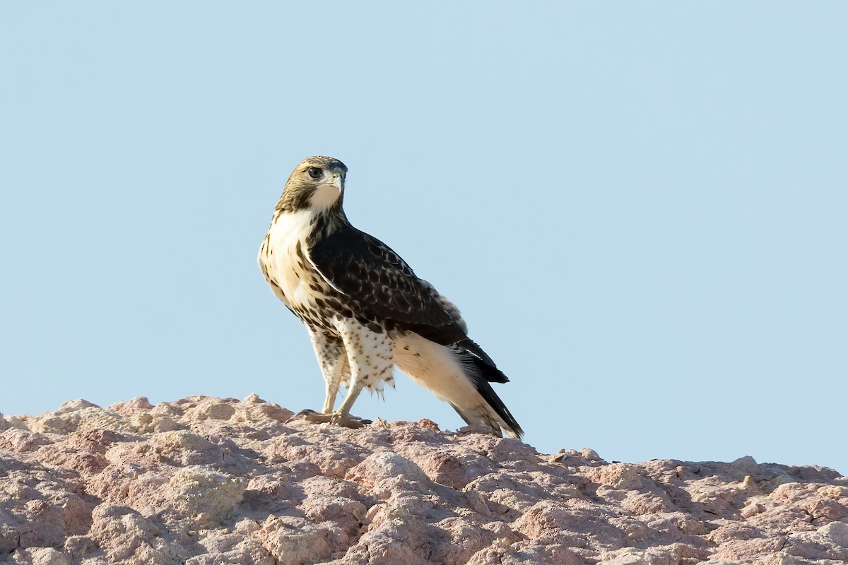 Red-tailed Hawk - ML620210587