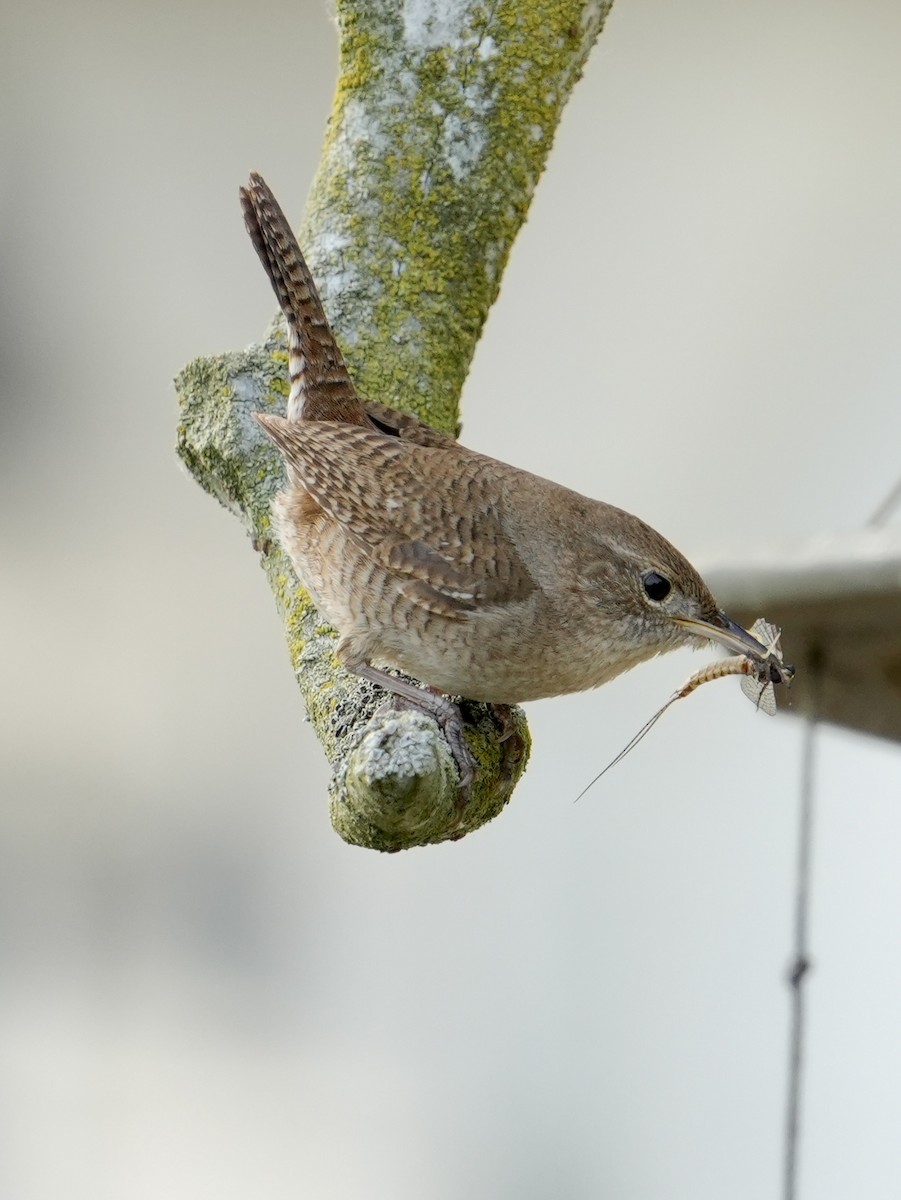 House Wren - ML620210588