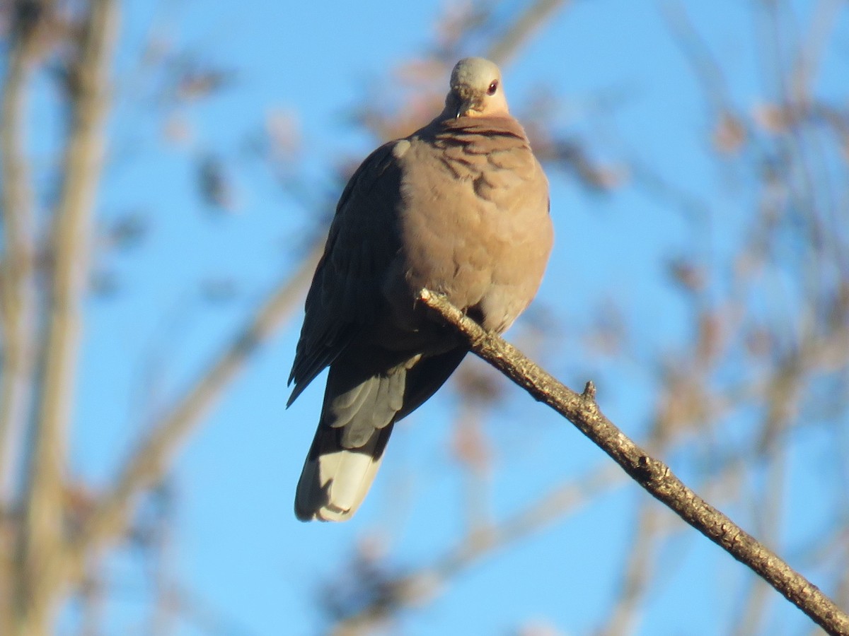 Red-eyed Dove - ML620210594
