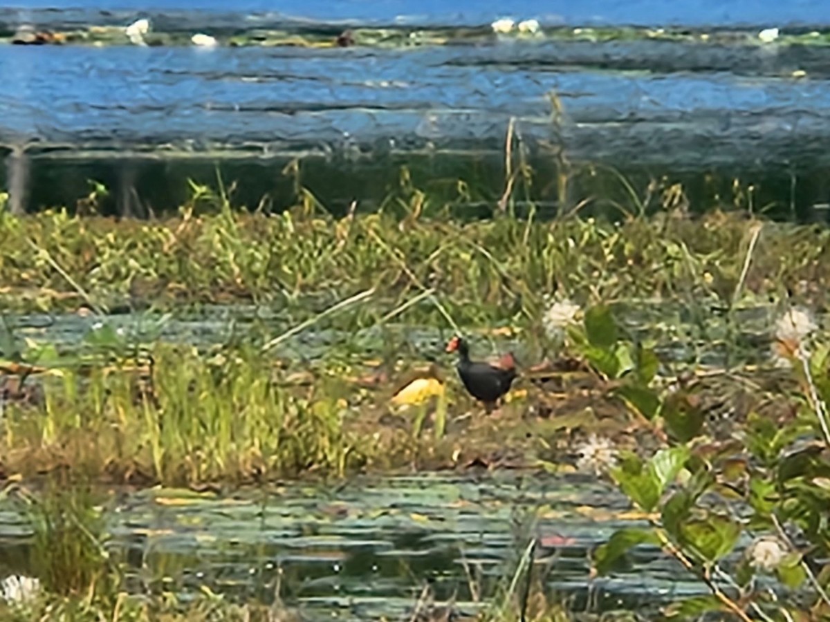 Common Gallinule - ML620210598