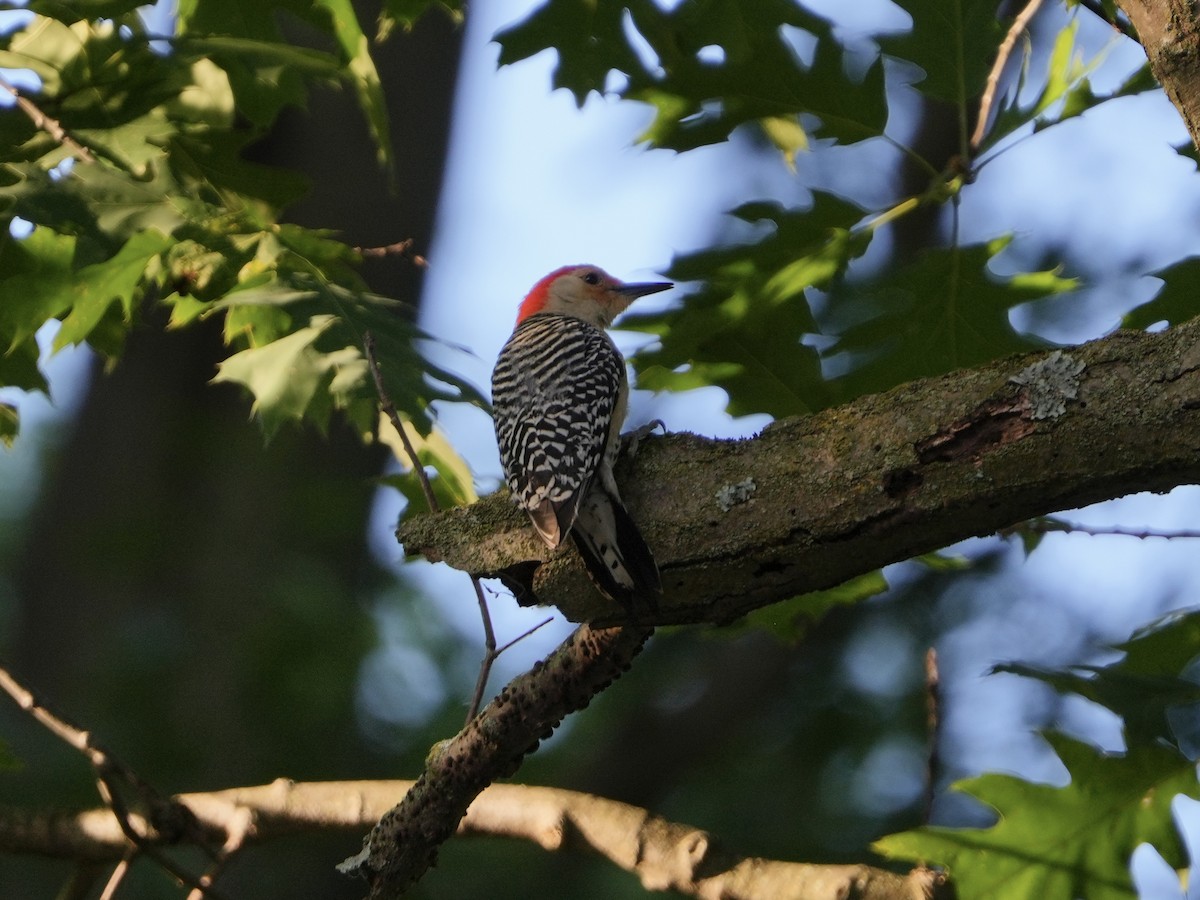 Red-bellied Woodpecker - ML620210607