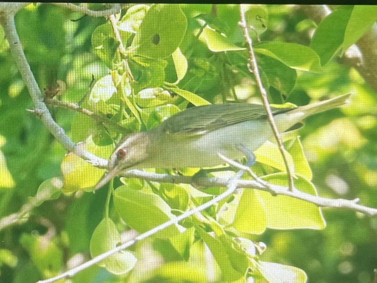 Black-whiskered Vireo - ML620210624