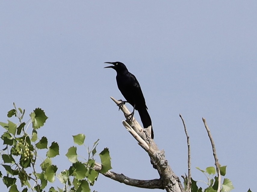 Great-tailed Grackle - ML620210639