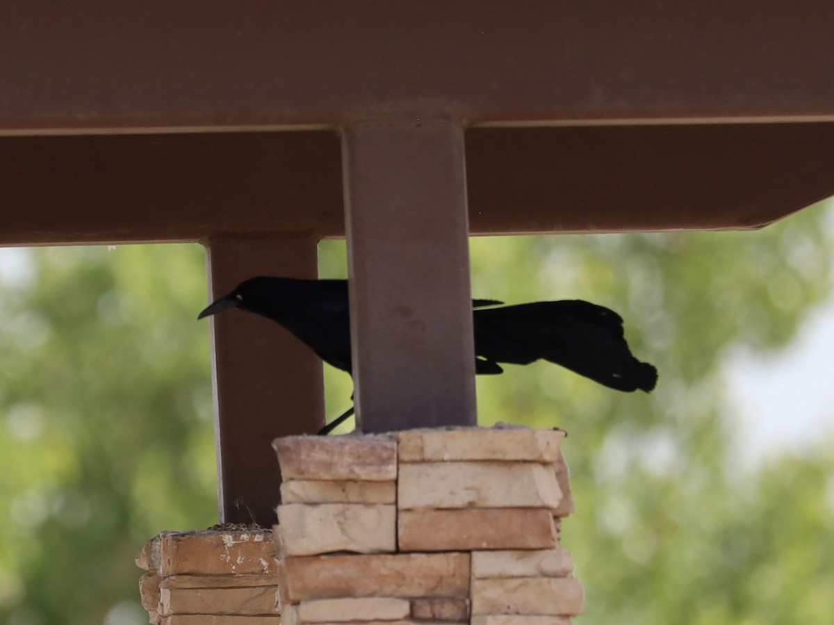 Great-tailed Grackle - ML620210640