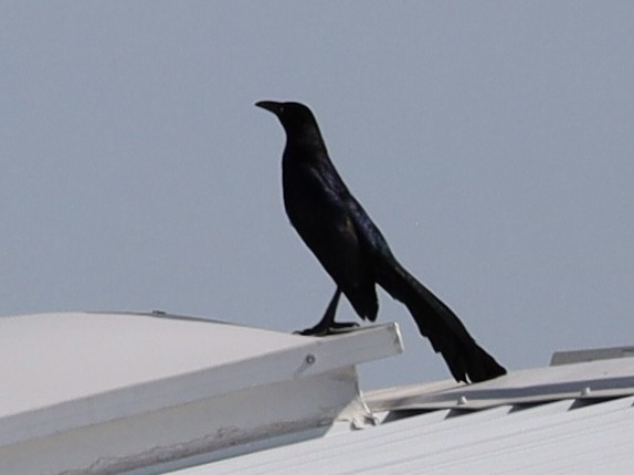 Great-tailed Grackle - ML620210641