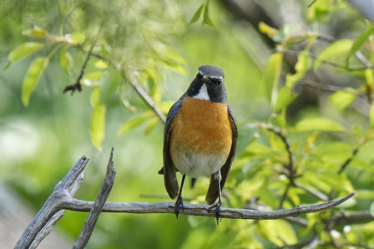 White-throated Robin - ML620210644