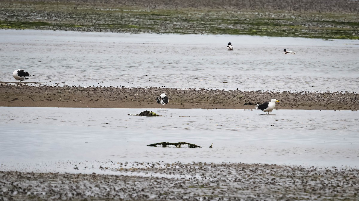 Great Black-backed Gull - ML620210651