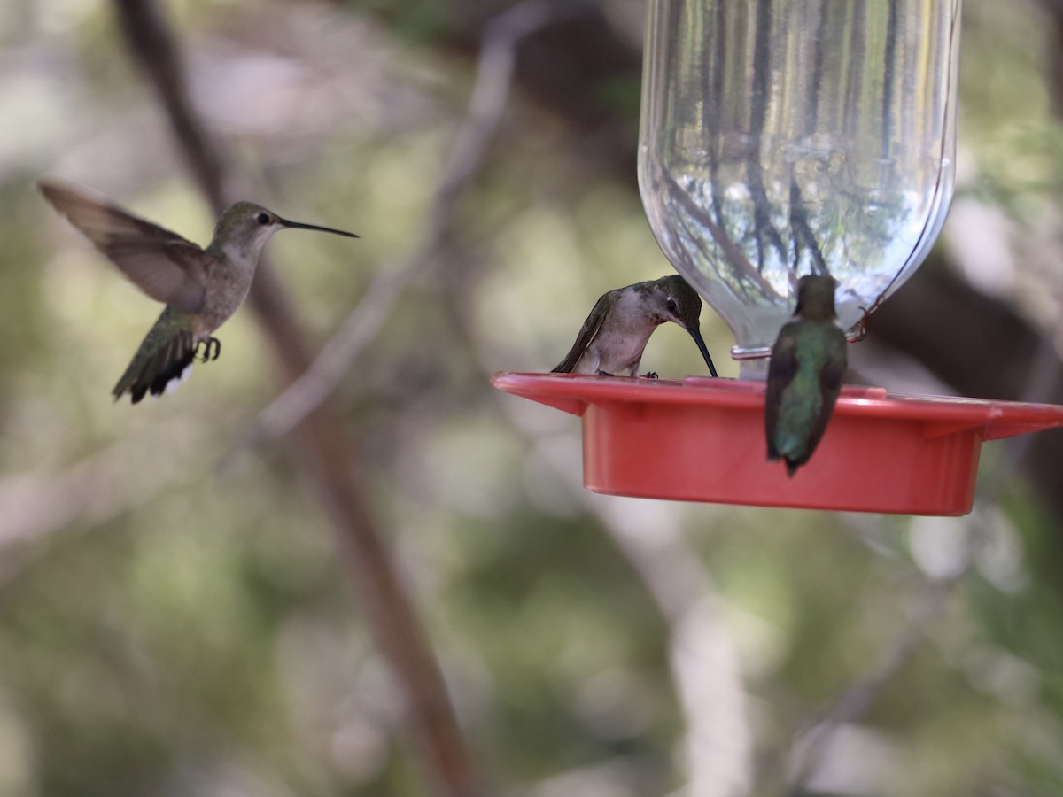 Black-chinned Hummingbird - ML620210659