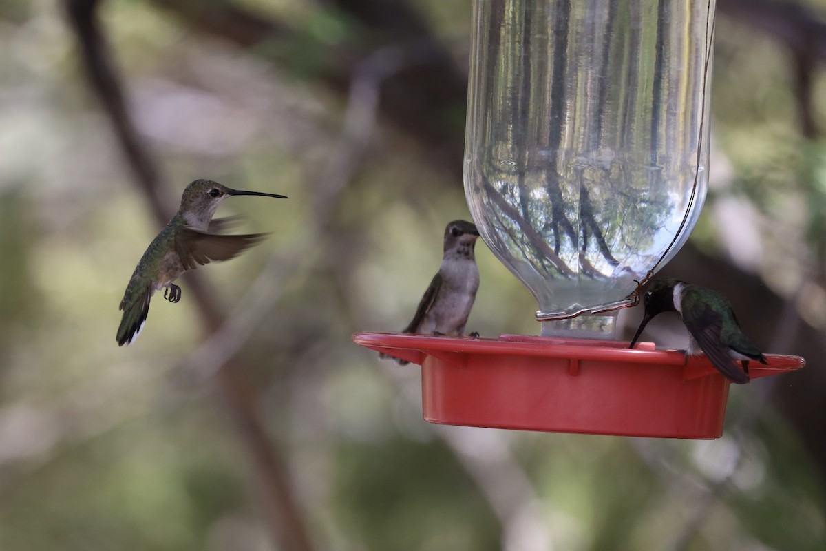 Black-chinned Hummingbird - ML620210660