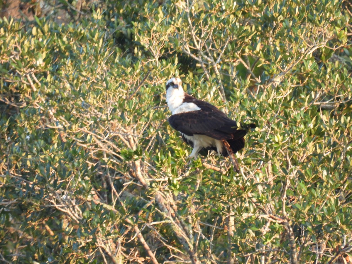 Balbuzard pêcheur - ML620210662