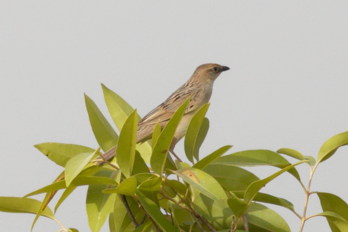 Bristled Grassbird - ML620210667