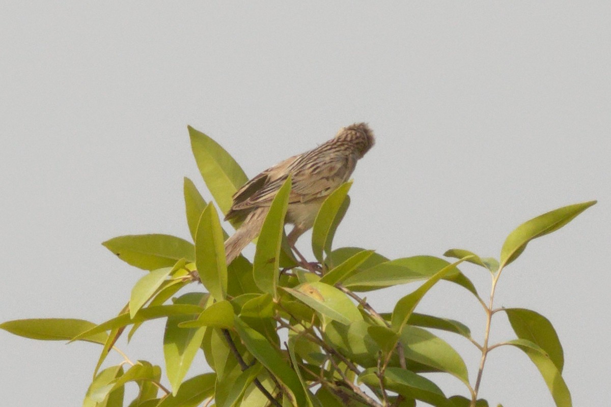 Bristled Grassbird - ML620210668