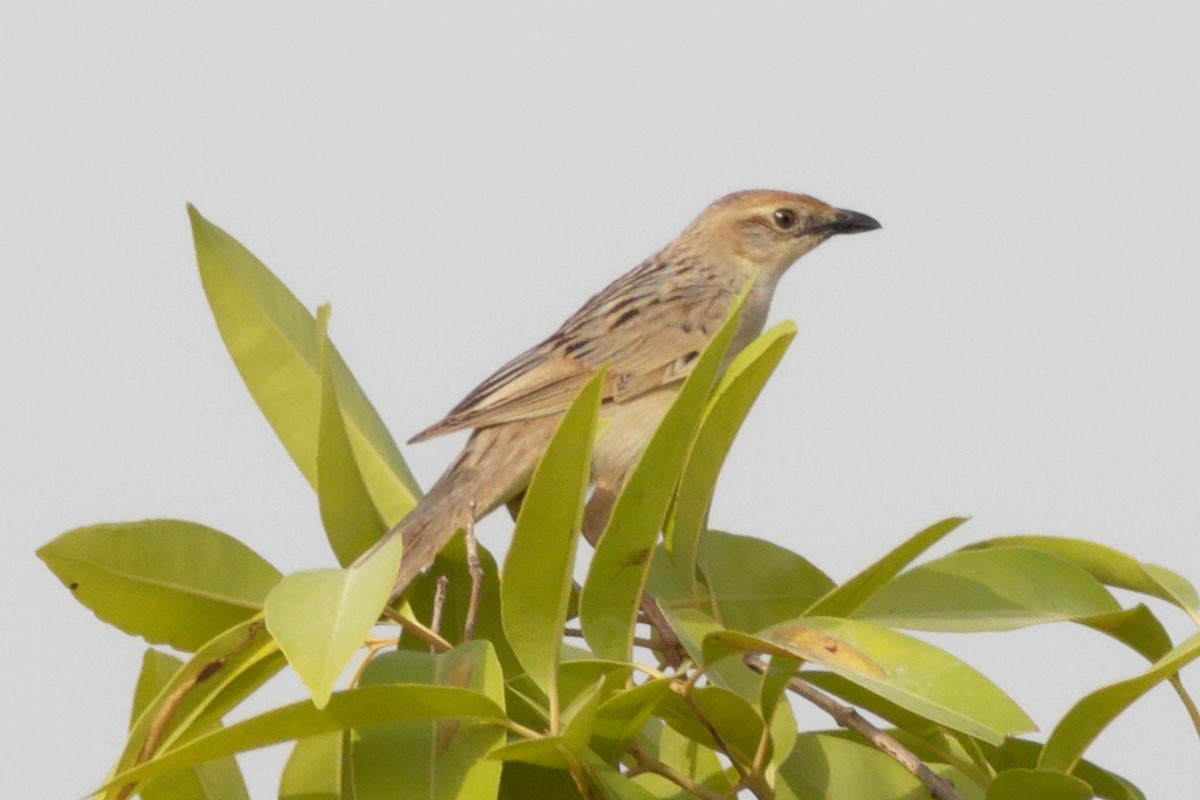 Bristled Grassbird - ML620210669