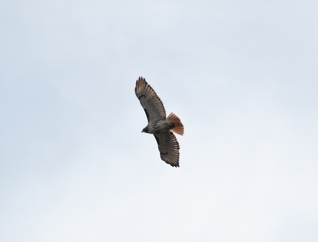 Red-tailed Hawk - ML620210670