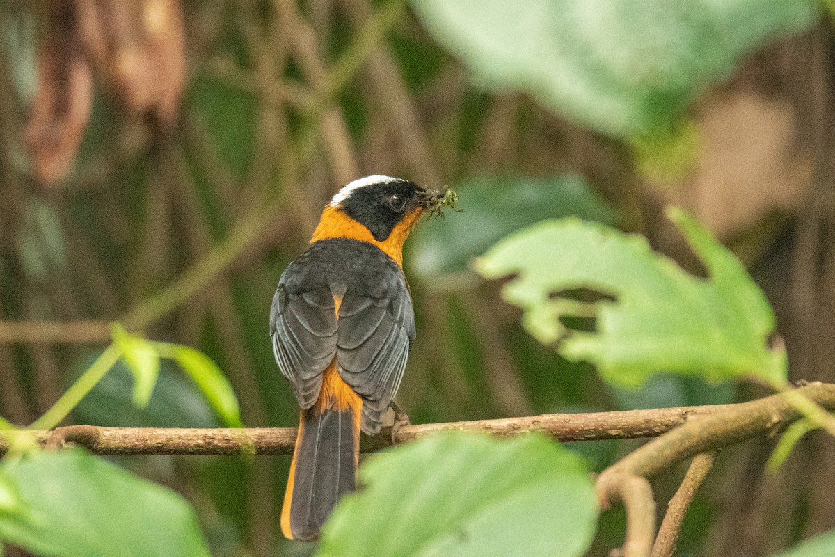 Snowy-crowned Robin-Chat - ML620210683