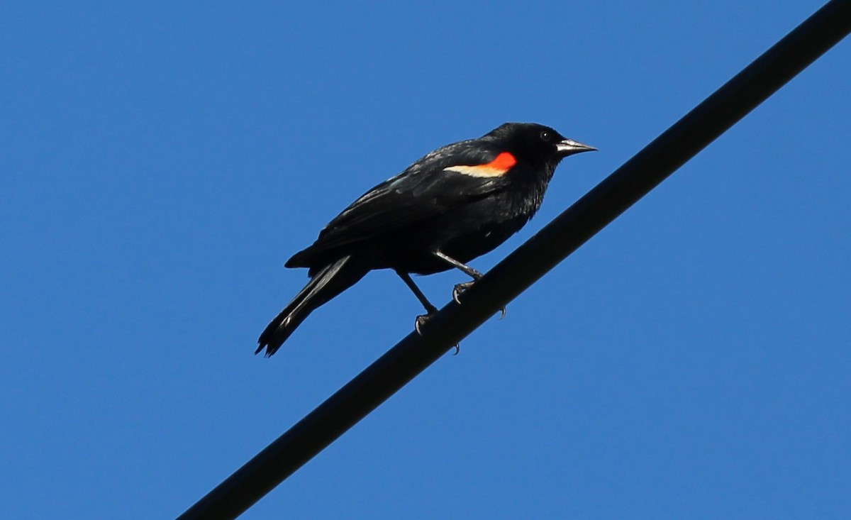 Red-winged Blackbird - ML620210688