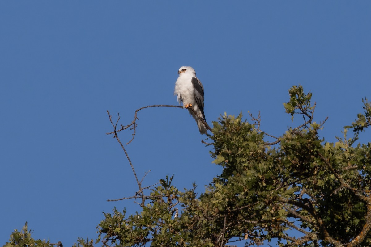 White-tailed Kite - ML620210689