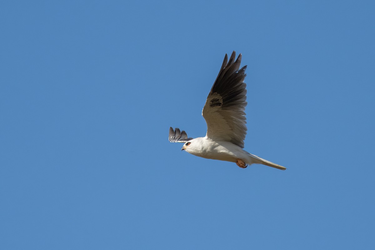 White-tailed Kite - ML620210690