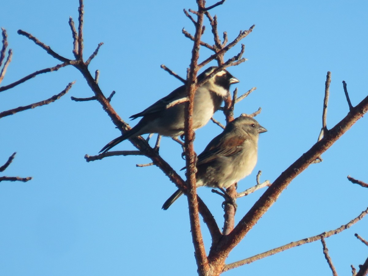 Cape Sparrow - ML620210704