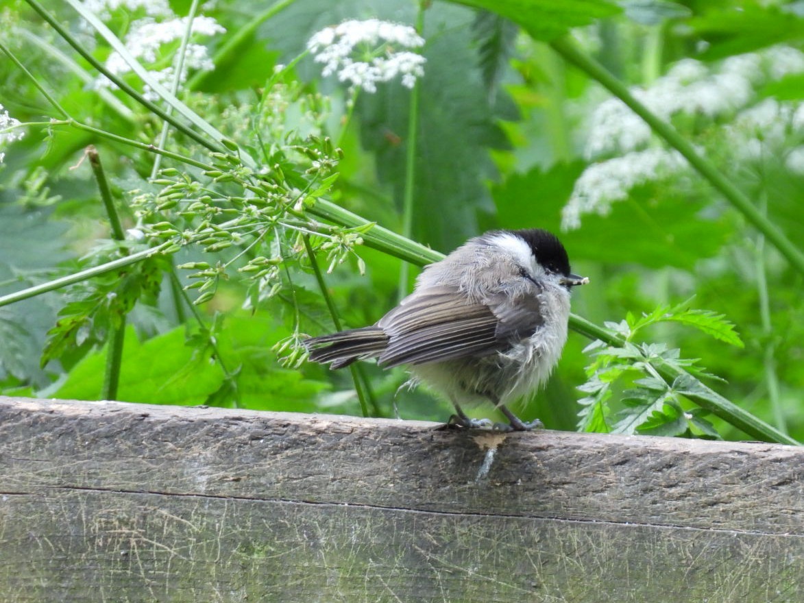 Marsh Tit - ML620210712