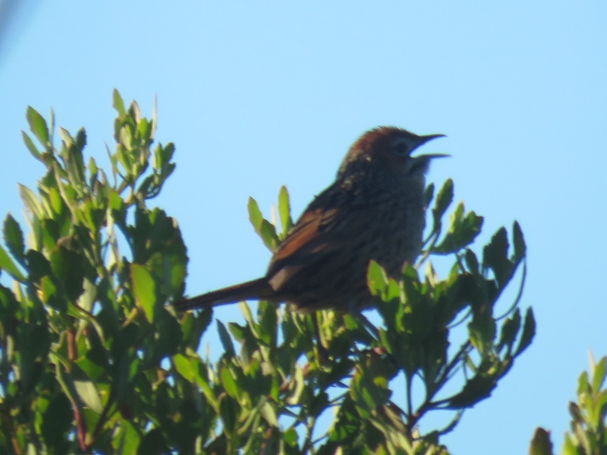 Cape Grassbird - ML620210714