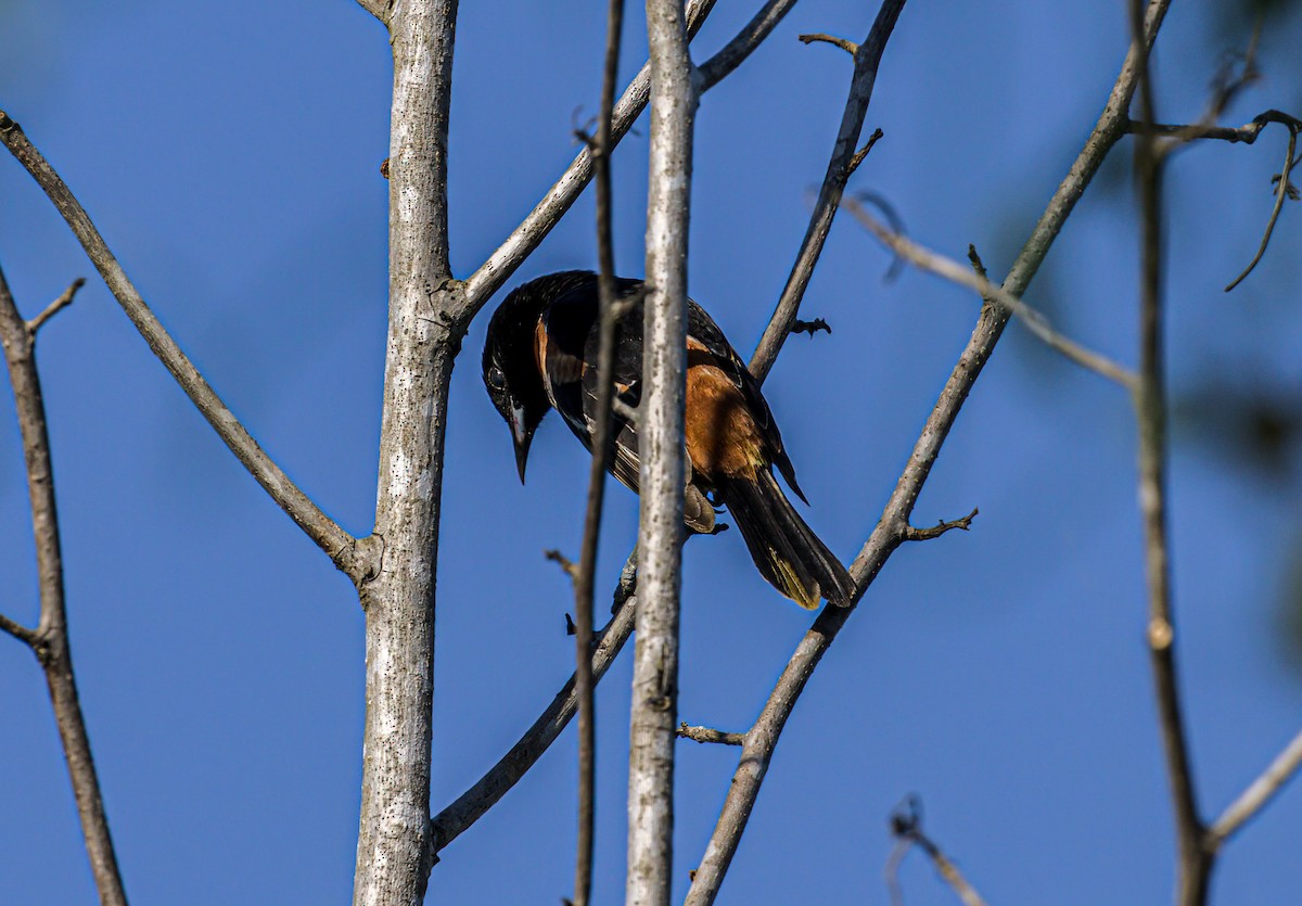 Orchard Oriole - ML620210724