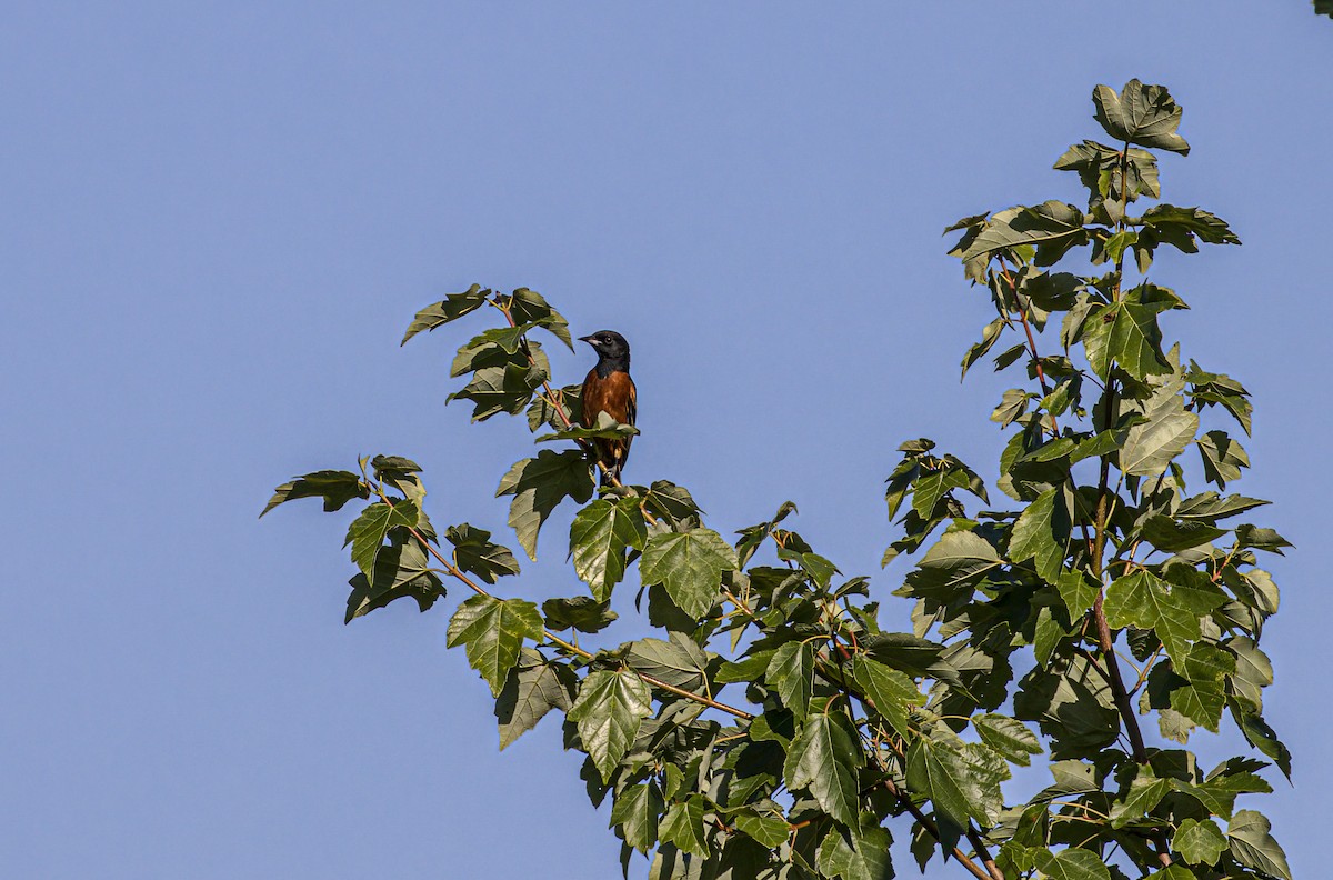 Orchard Oriole - ML620210725