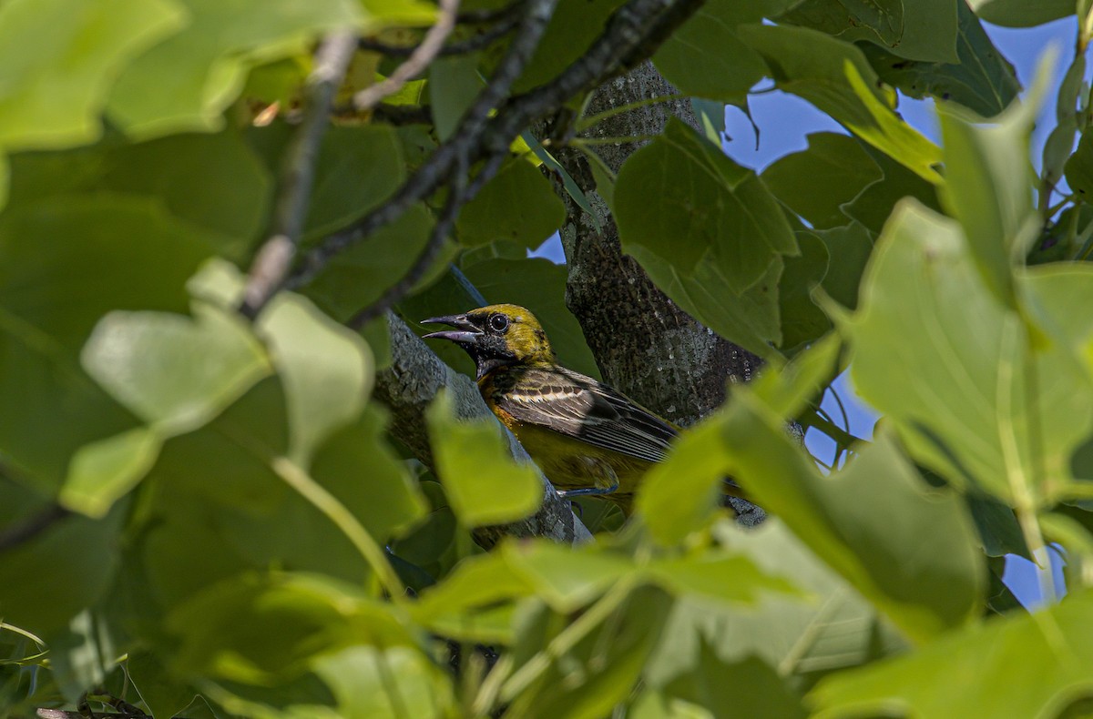 Orchard Oriole - ML620210726