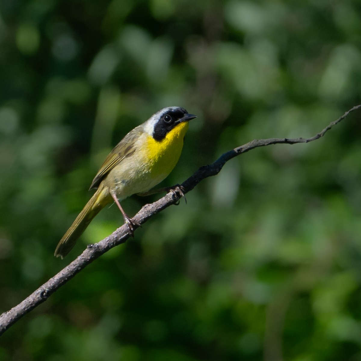 Common Yellowthroat - ML620210728