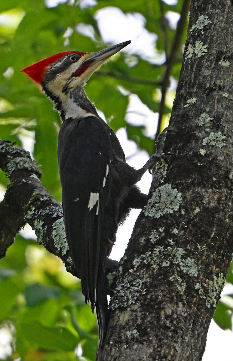 Red-bellied Woodpecker - ML620210730