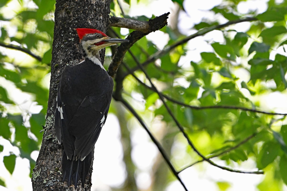 Red-bellied Woodpecker - ML620210731