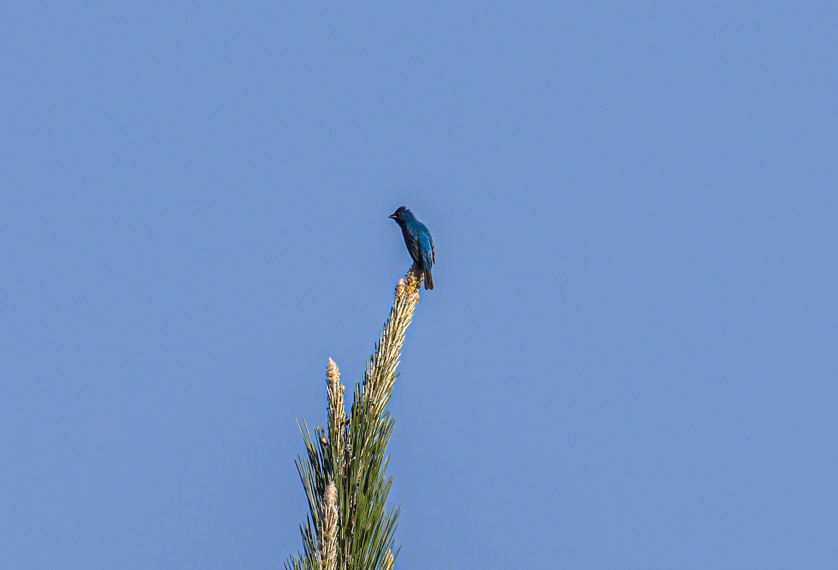 Indigo Bunting - ML620210738