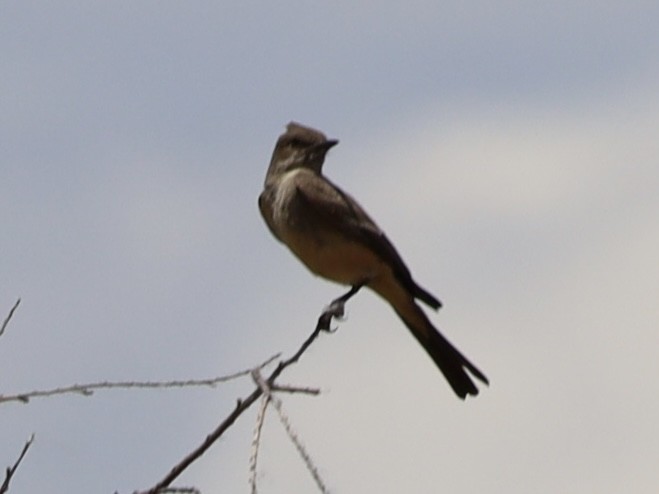 Say's Phoebe - ML620210745