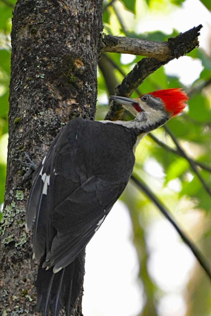 Red-bellied Woodpecker - ML620210747