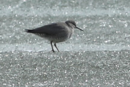 Wandering Tattler - ML620210758