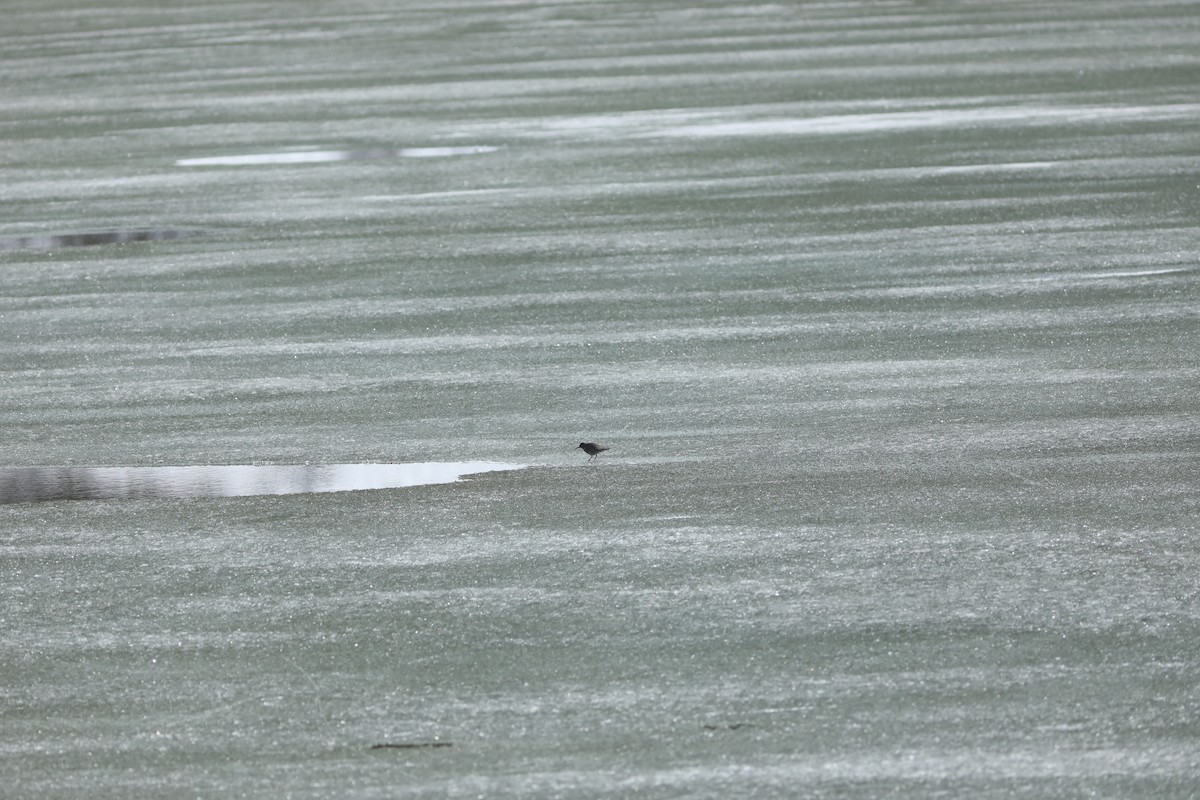 Wandering Tattler - ML620210760