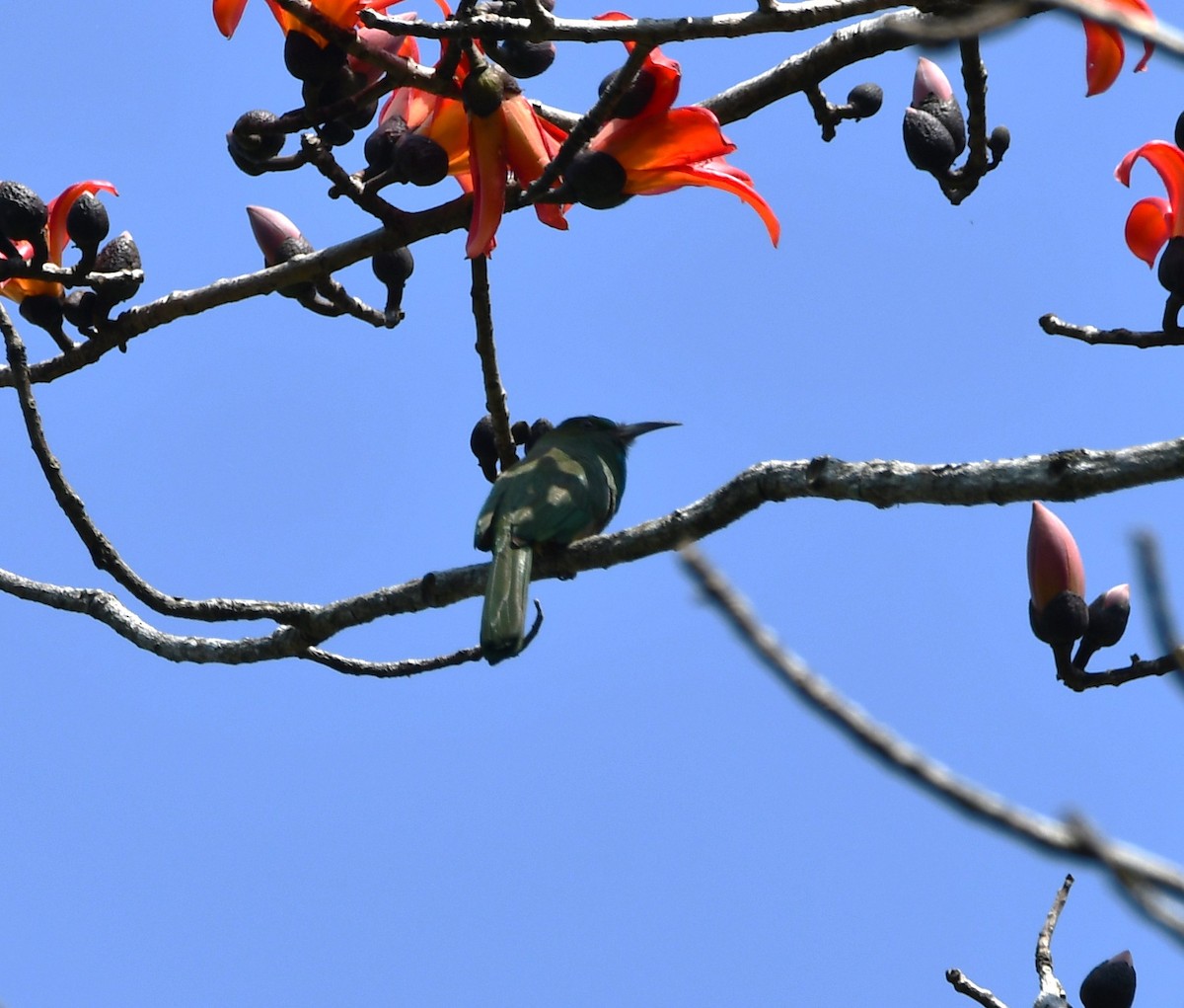 Blue-bearded Bee-eater - ML620210763