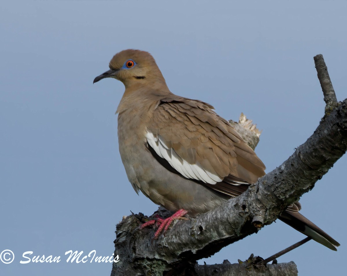 White-winged Dove - ML620210780