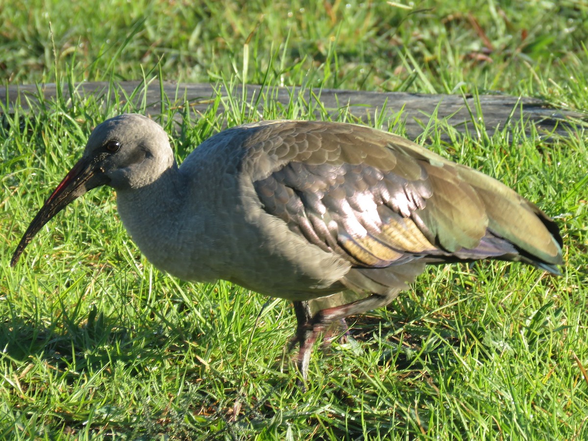 Hadada Ibis - ML620210782