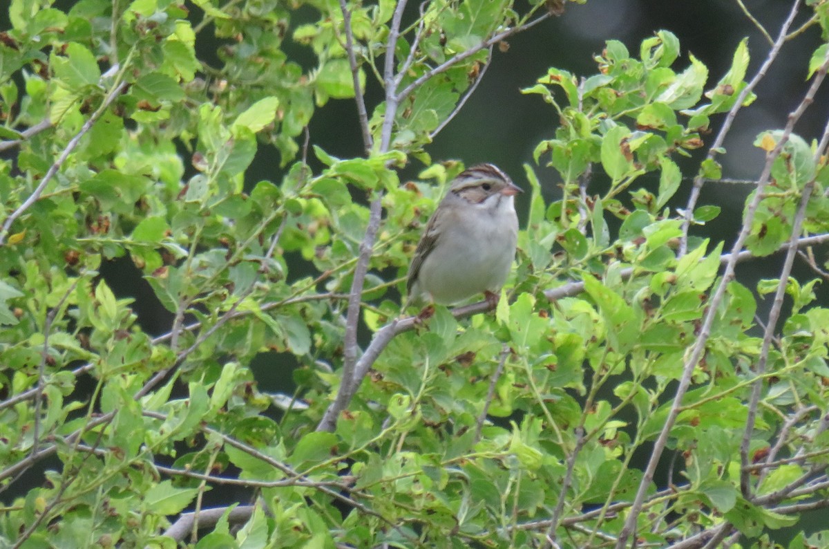 Clay-colored Sparrow - ML620210784