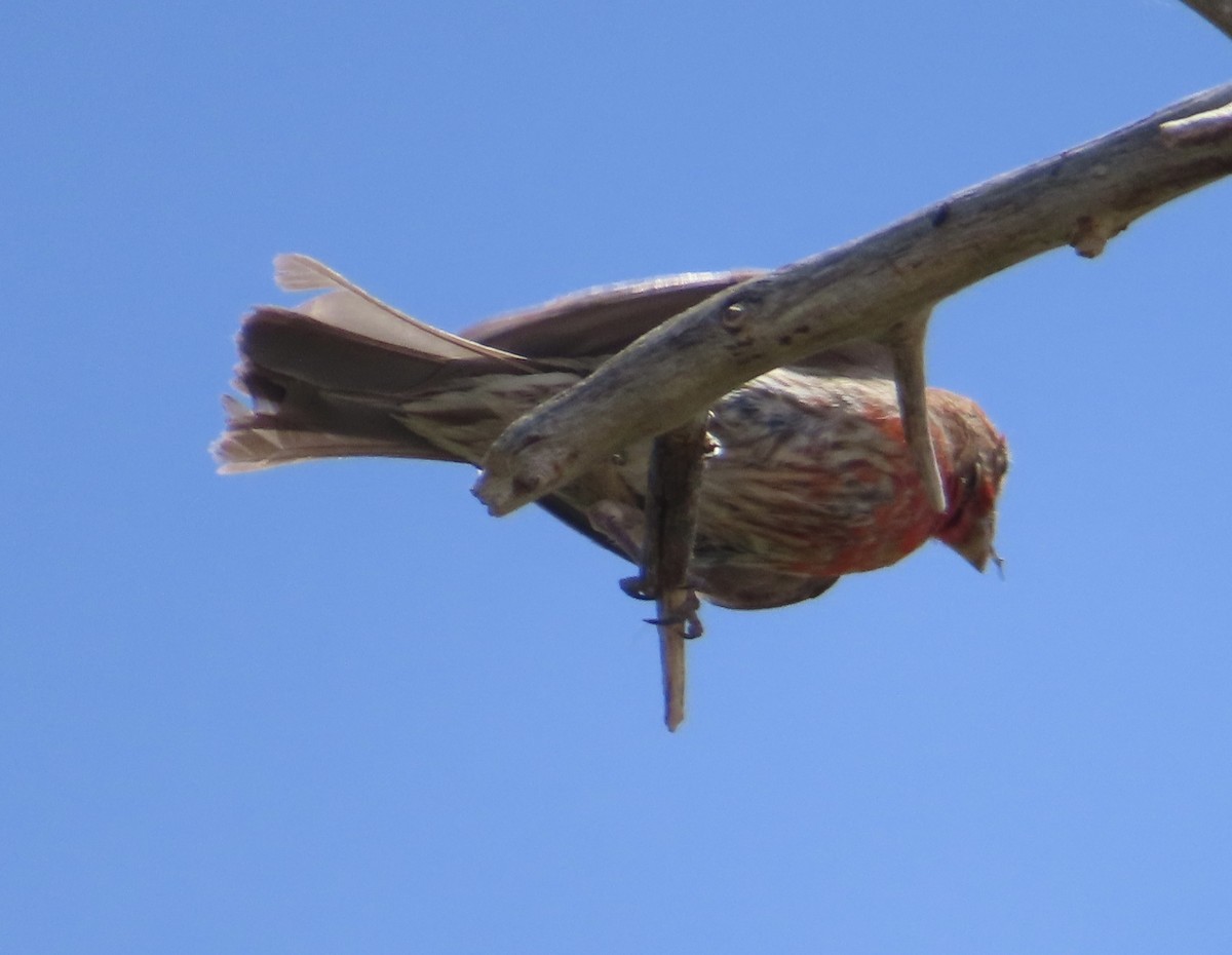 House Finch - ML620210786