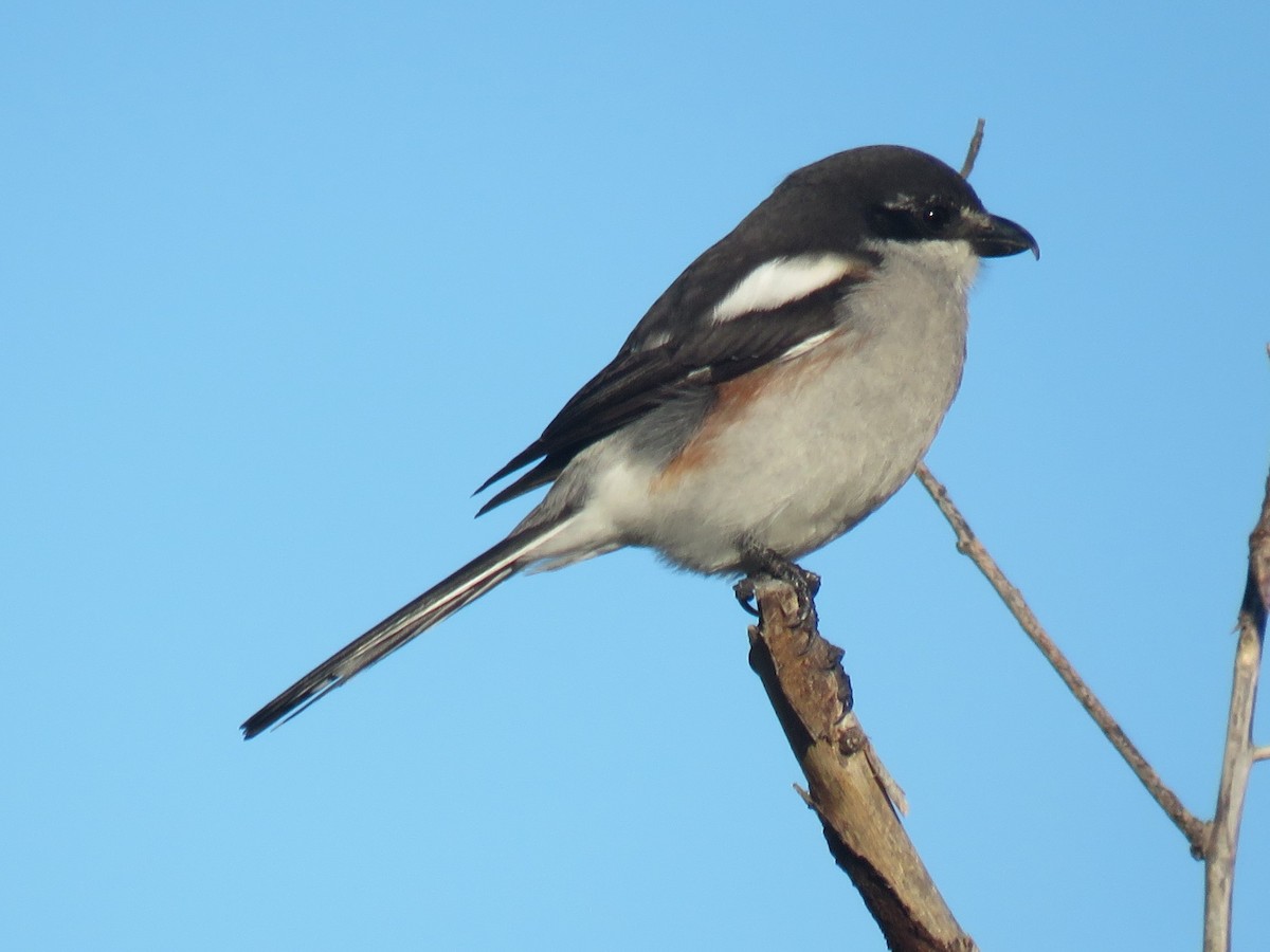 Güneyli Fiskal [collaris grubu] - ML620210835